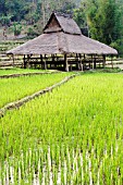 ORYZA SATIVA, RICE