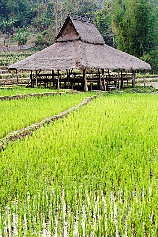 ORYZA_SATIVA_RICE