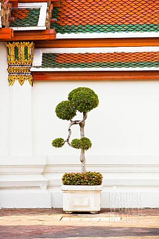 ORNAMENTAL_TREE_IN_CONTAINER