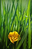 RANANCULUS REPENS