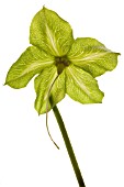 GREEN FLOWER