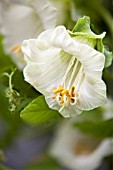 COBAEA SCANDENS