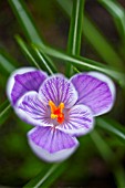 CROCUS VERNUS PICKWICK