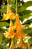 BRUGMANSIA