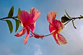 HIBISCUS ROSA-SINENSIS