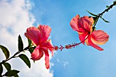 HIBISCUS ROSA-SINENSIS