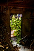 VIEW INTO GARDEN WITH ALCEA ROSEA