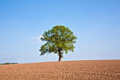 QUERCUS ROBUR