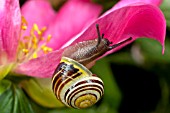 PAEONIA WITH SNAIL