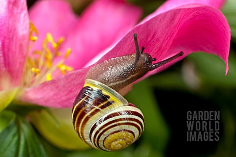 PAEONIA_WITH_SNAIL
