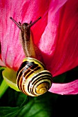 PAEONIA WITH SNAIL