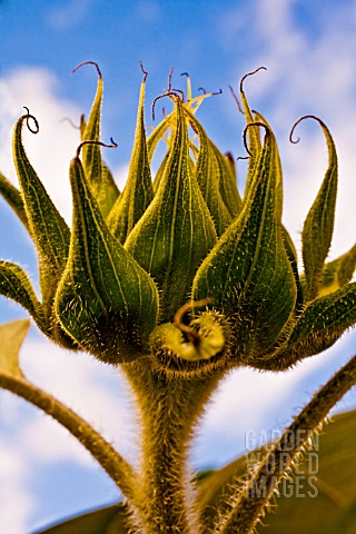 HELIANTHUS_ANNUUS_RUSSIAN_GIANT