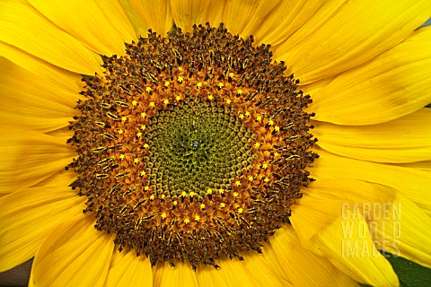 HELIANTHUS_ANNUUS_RUSSIAN_GIANT