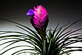 TILLANDSIA CYANEA