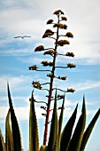 AGAVE AMERICANA