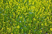 BRASSICA NAPUS OLEIFERA