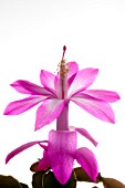 SCHLUMBERGERA