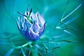 NIGELLA DAMASCENA, LOVE-IN-A-MIST