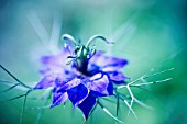 NIGELLA DAMASCENA, LOVE-IN-A-MIST