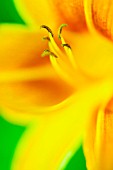 HEMEROCALLIS, DAYLILY