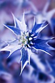 ERYNGIUM, SEA HOLLY