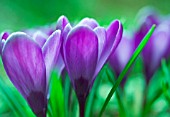 CROCUS, CROCUS