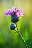 CENTAUREA, KNAPWEED