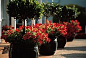 PETUNIA, LAURUS NOBILIS, PETUNIA & BAY TREE