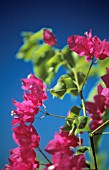 BOUGAINVILLEA, BOUGAINVILLEA