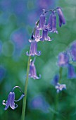 HYACINTHOIDES NON-SCRIPTA, BLUEBELL - ENGLISH BLUEBELL