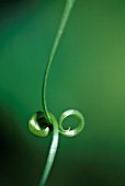 TENDRIL