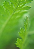 ACHILLEA, YARROW