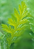 ACHILLEA, YARROW