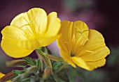 OENOTHERA BIENNIS, EVENING PRIMROSE