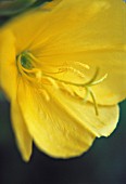 OENOTHERA BIENNIS, EVENING PRIMROSE