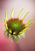 ECHINACEA, ECHINACEA, PURPLE CONEFLOWER