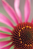 ECHINACEA, ECHINACEA, PURPLE CONEFLOWER