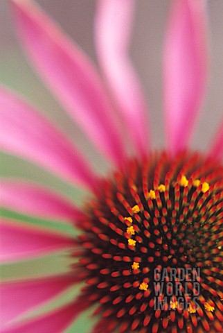 ECHINACEA_ECHINACEA_PURPLE_CONEFLOWER