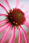 ECHINACEA, ECHINACEA, PURPLE CONEFLOWER