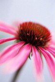 ECHINACEA, ECHINACEA, PURPLE CONEFLOWER