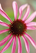 ECHINACEA, ECHINACEA, PURPLE CONEFLOWER