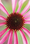 ECHINACEA, ECHINACEA, PURPLE CONEFLOWER