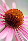 ECHINACEA, ECHINACEA, PURPLE CONEFLOWER