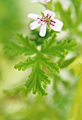 PELARGONIUM GRAVEOLENS, GERANIUM - SCENTED GERANIUM, PELARGONIUM