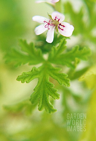 PELARGONIUM_GRAVEOLENS_GERANIUM__SCENTED_GERANIUM_PELARGONIUM