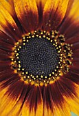 HELIANTHUS, SUNFLOWER