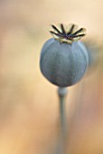 PAPAVER SOMNIFERUM, POPPY - OPIUM POPPY