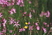 LYCHNIS FLOS-CUCULI, RAGGED ROBIN