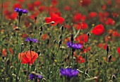 PAPAVER RHOEAS, POPPY FIELD