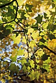 ACER PSEUDOPLATANUS, SYCAMORE